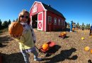 Pumpkin Patch: alla ricerca della zucca perfetta